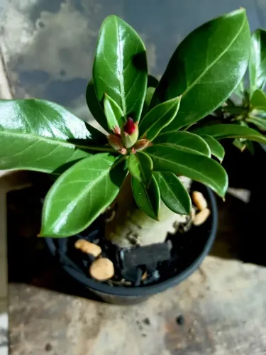 Rosa do deserto