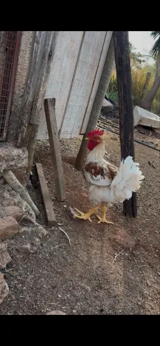 Galo Caipira Branco