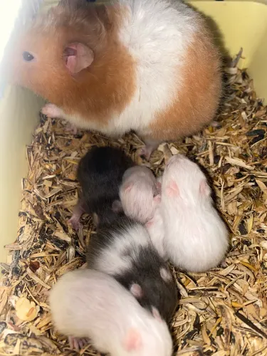 Vendo filhotes de hamster sírio 