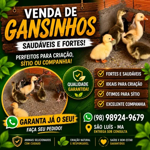 Gansinhos a venda