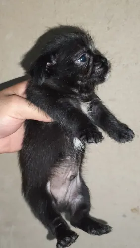 Shih Tzu com chihuahua doação 