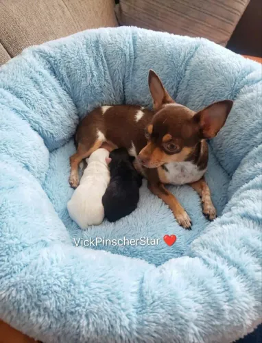 Lindos filhotinhos de pinscher miniatura zerinho saudáveis e otima genética