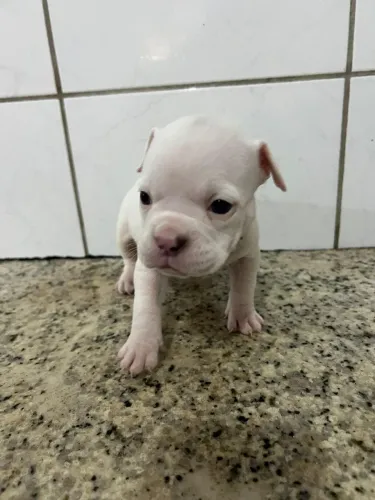 American Bully micro fêmea 