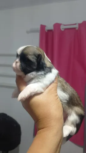 Shih tzu Fêmea 