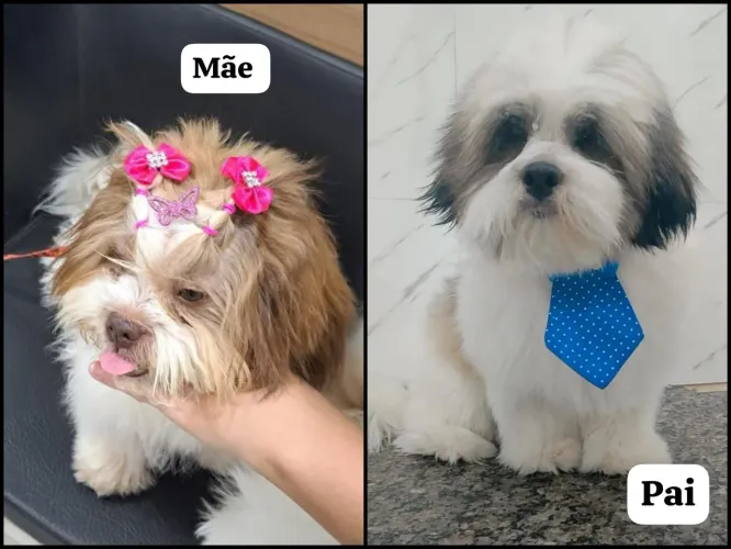 Filhotes de Shih Tzu Fêmeas