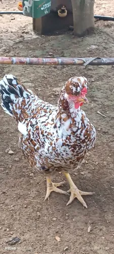 Pintinho gsb