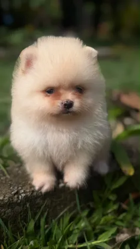 Lindo machinho de spitz alemão creme