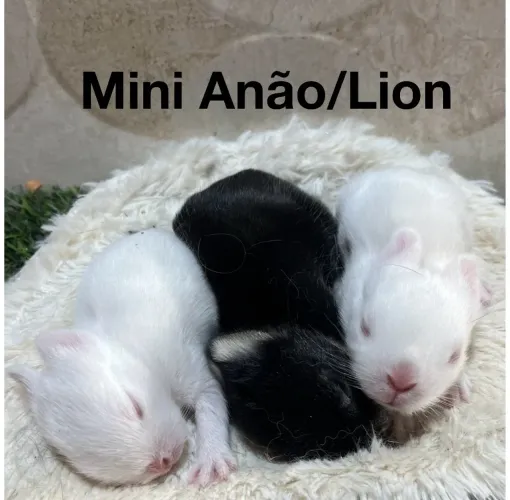 Mini coelhos