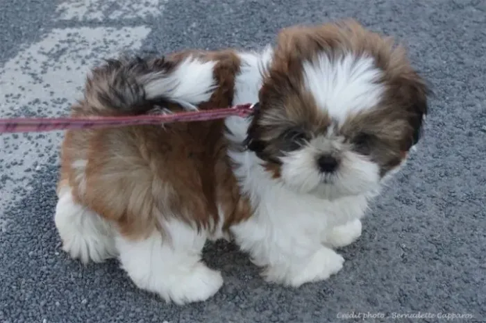 Bebezinho shih tzu/shitzu brincalhão saudável e pelagem densa