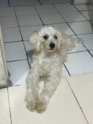VENDO CACHORRO POODLE 