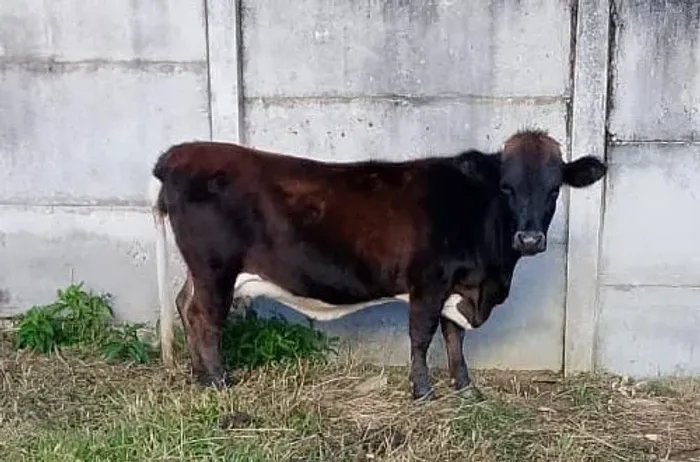 Mini vaquinha prenha