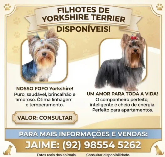 Yorkshire terrier