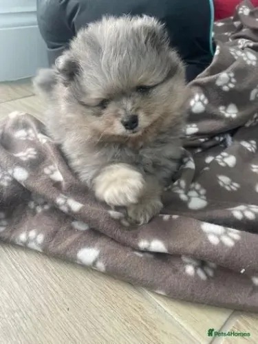 Filhotes spitz alemão/lulu da pomerânia ótima genética e saudável