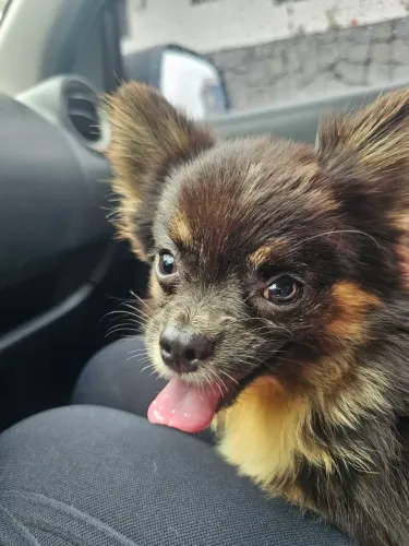 Vendo Chihuahua Macho 7 Meses com Pedigree