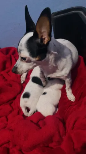 Filhotes de Pinscher N?1