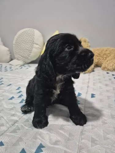 Cocker macho