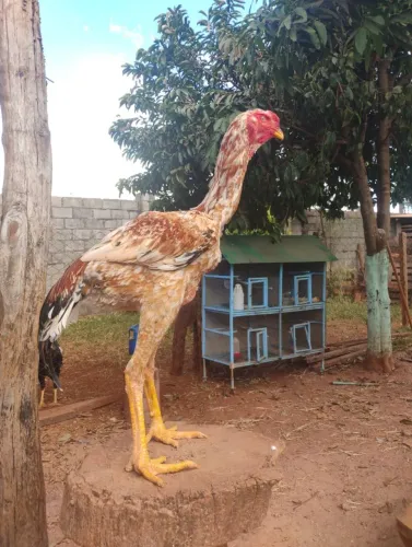 Frango índio gigante mil flores