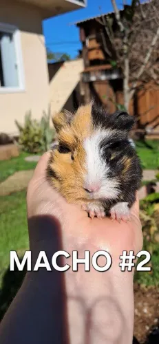 Filhote Porquinho da Índia Abissínio