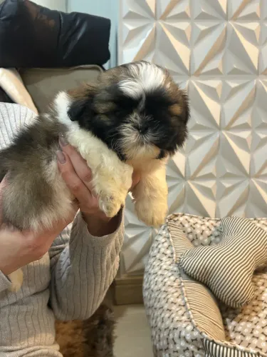 Vendo Shihtzu Macho filhote de 2 meses