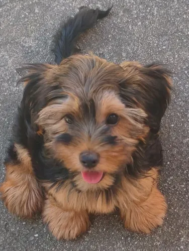 Yorkshire Terrier Fêmeas - Filhotes