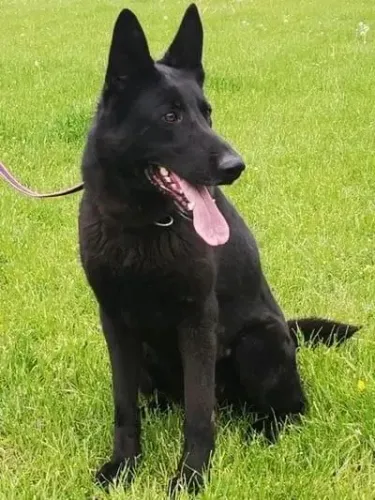 Pastor Belga Malinois 