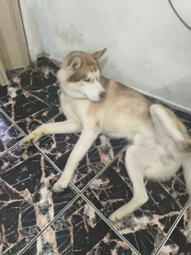 Doa-se Husky Siberiano