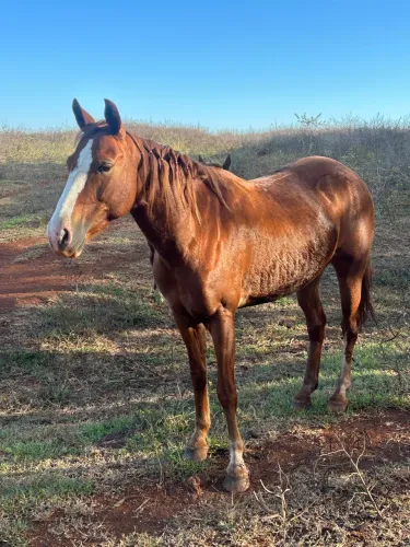 Vende-se égua quarto de milha 