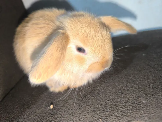 Coelho Mini Lop