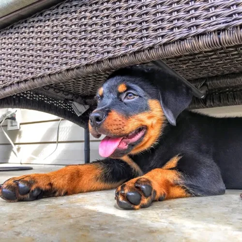 Rottweiler - Uma Companhia Que Transforma Qualquer Dia 