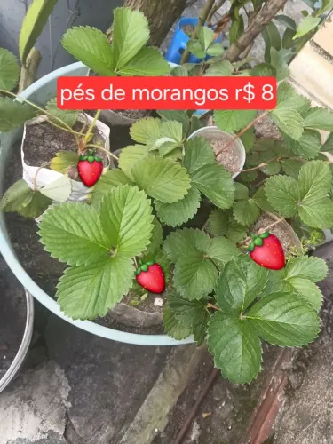 Mudas de morango