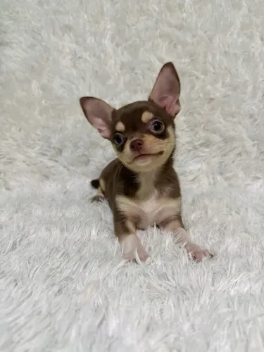 Chihuahuas
