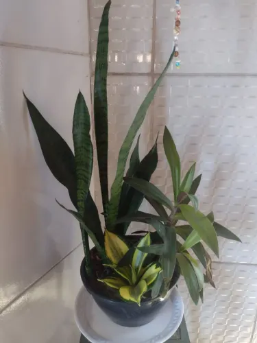 Plantas naturais 2