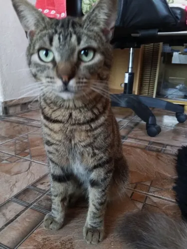 Estou doando esse gatinho