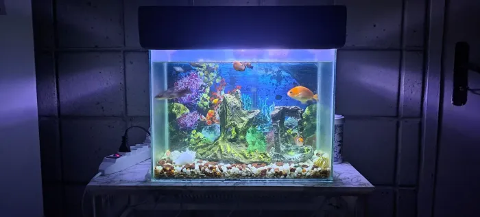 Aquário 24L. Peixes + filtro + Bomba + Luz.
