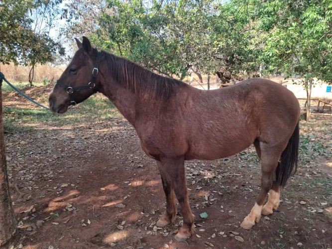 CAVALO QM REGISTRADO