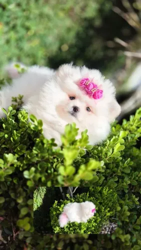 Spitz ANÃO fêmea lulu da pomerania anao FEMEA