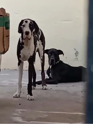 Dog alemão filhotes