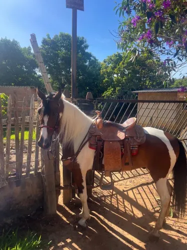 Venda de cavalo Manga Larga Marchador, marcha batida. Castrado e registrado.