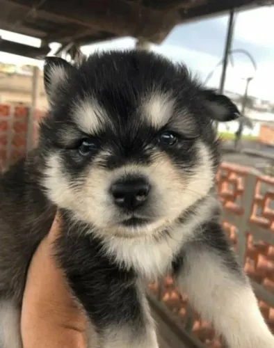 Husky siberiano leal