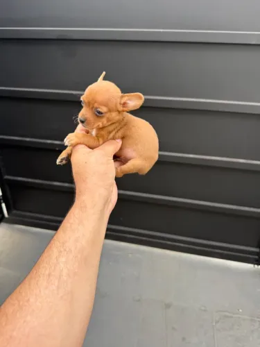 Pinscher machinho