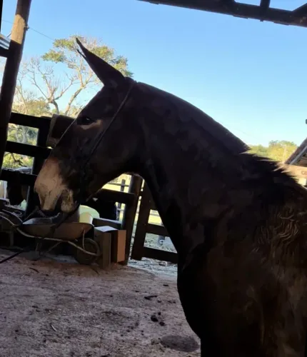 Burro domado 5 anos, marcha picada Bem ligeiro