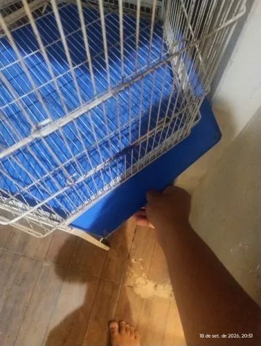 Vendo gaiola para papagaio
