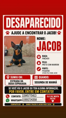 Procura-se cachorro 