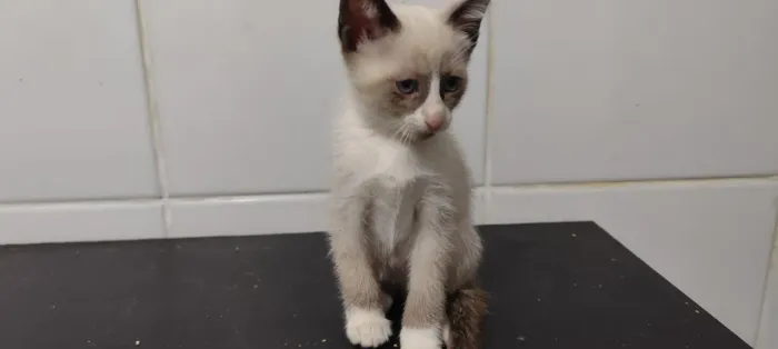 Doação de gato filhote