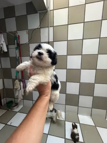 Filhote de shih tzu macho e fêmea