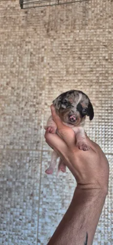Linguicinha daschund 