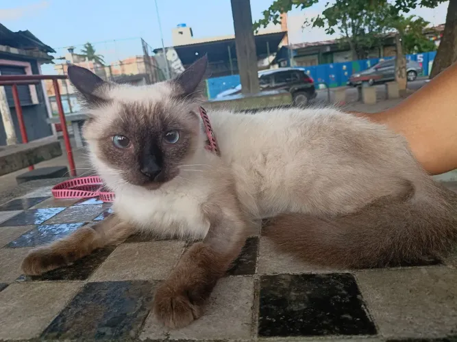 Gatinha fêmea, castrada e microchipada para adoção