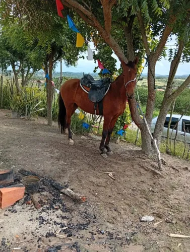 Potro manso de picado 2 anos 