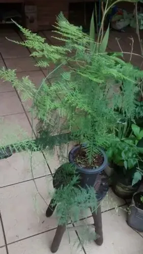 Vendo Mudas de Melindre ( Trepadeira ) - Guarulhos