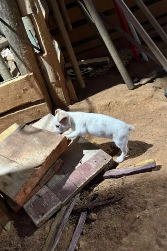 Cachorro 